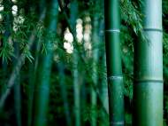 bamboo-thicket