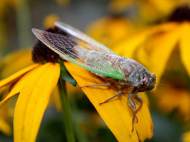 cicada-wings