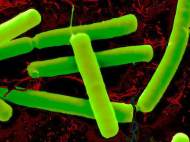 clostridium-sporogenes