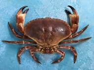 crab-shell-chitin