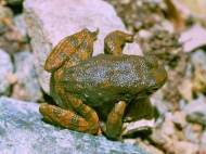 frog-skin-substances-for-antibiotics