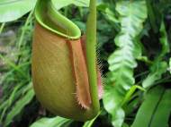 pitcher-plant-nepenthes-monkey-cup