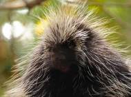 porcupine-1